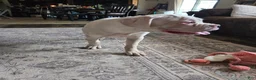 Boxer dogs for sale: Sam - Ad 8