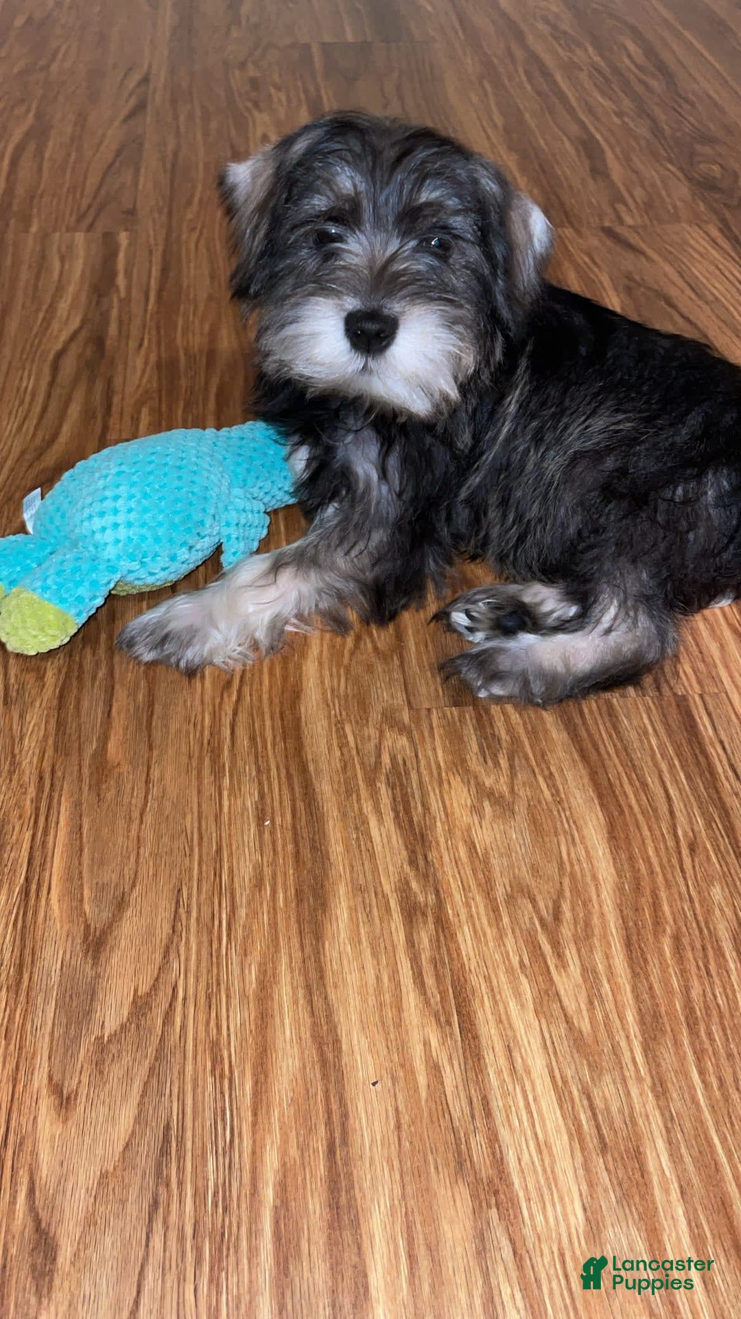 Gallery Image {{count}}