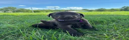 Labrador Retriever dogs for sale: Hazel - Ad 11