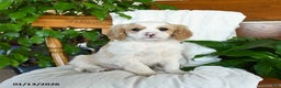 Cavapoo dogs for sale: Sunny   - Ad 1