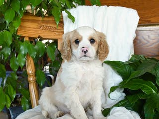 Cavapoo dogs Sunny - Ad 32