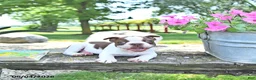 Boston Terrier dogs for sale: Kent  - Ad 4