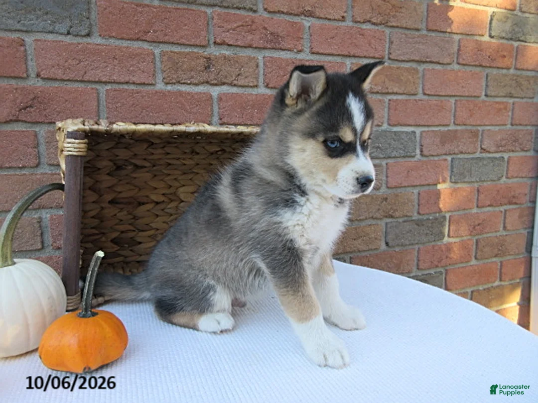 Pomsky dogs for sale: Ollie - Ad 3
