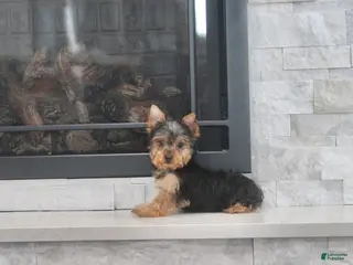 Yorkshire Terrier dogs Radar - Ad 35