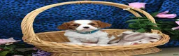 Cavalier King Charles Spaniel dogs for sale: Kolby - Ad 1
