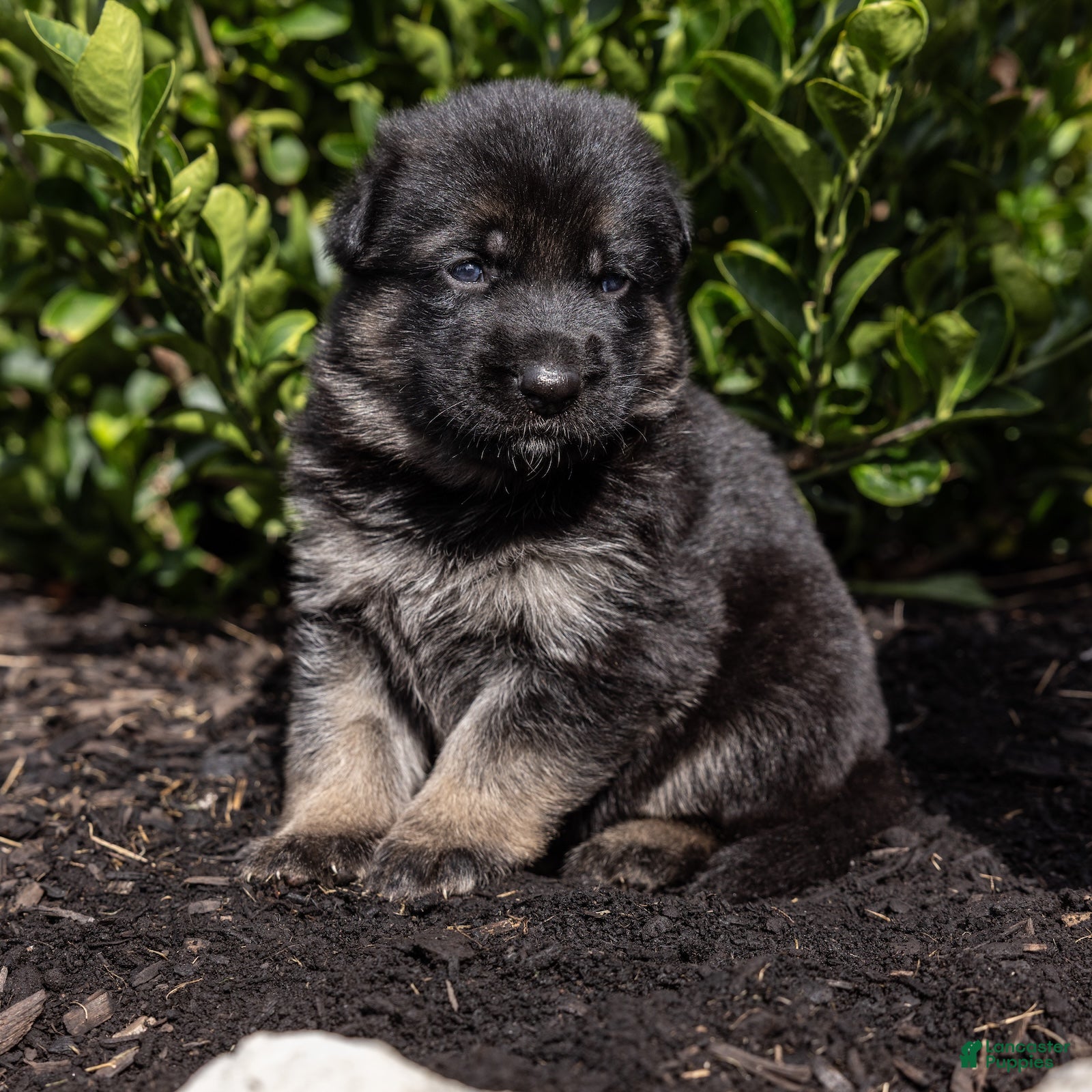 German Shepherd dogs Winston - Ad 2