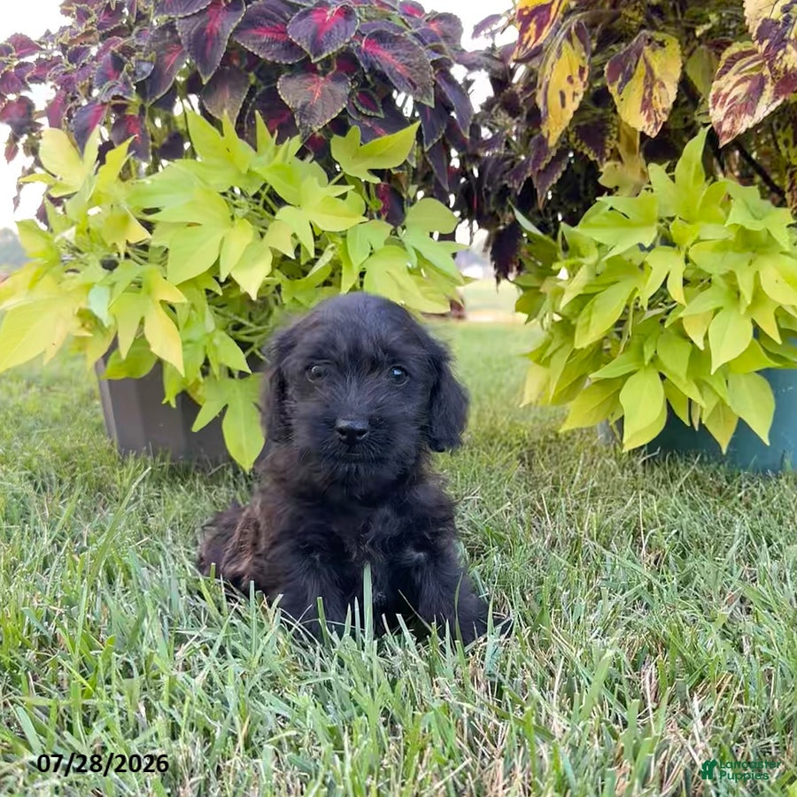 Mixed Breed dogs Teddy - Ad 11