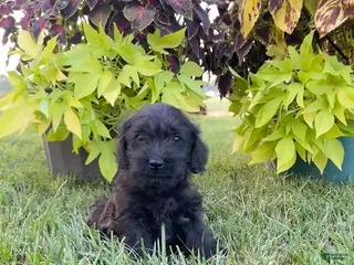 Mixed Breed dogs Teddy - Ad 11