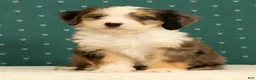 Mini Bernedoodle dogs for sale: Beauty - Ad 6