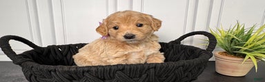 Lola Mini Goldendoodle