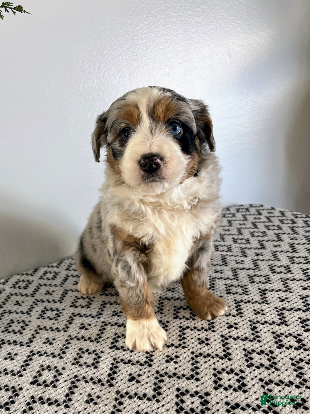 Mini Aussiedoodle dogs for sale: Barkley - Ad 7