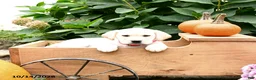 Labrador Retriever dogs for sale: Trixie - Ad 3