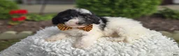 Mini Sheepadoodle dogs for sale: Josh - Ad 6