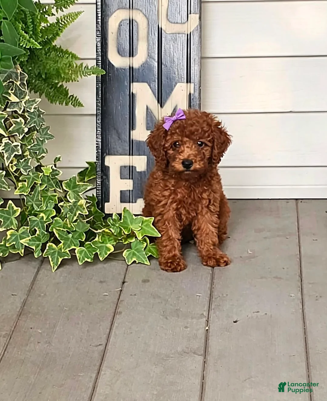 Toy Poodle dogs for sale: Maple - Potty and Crate Trained - Ad 2