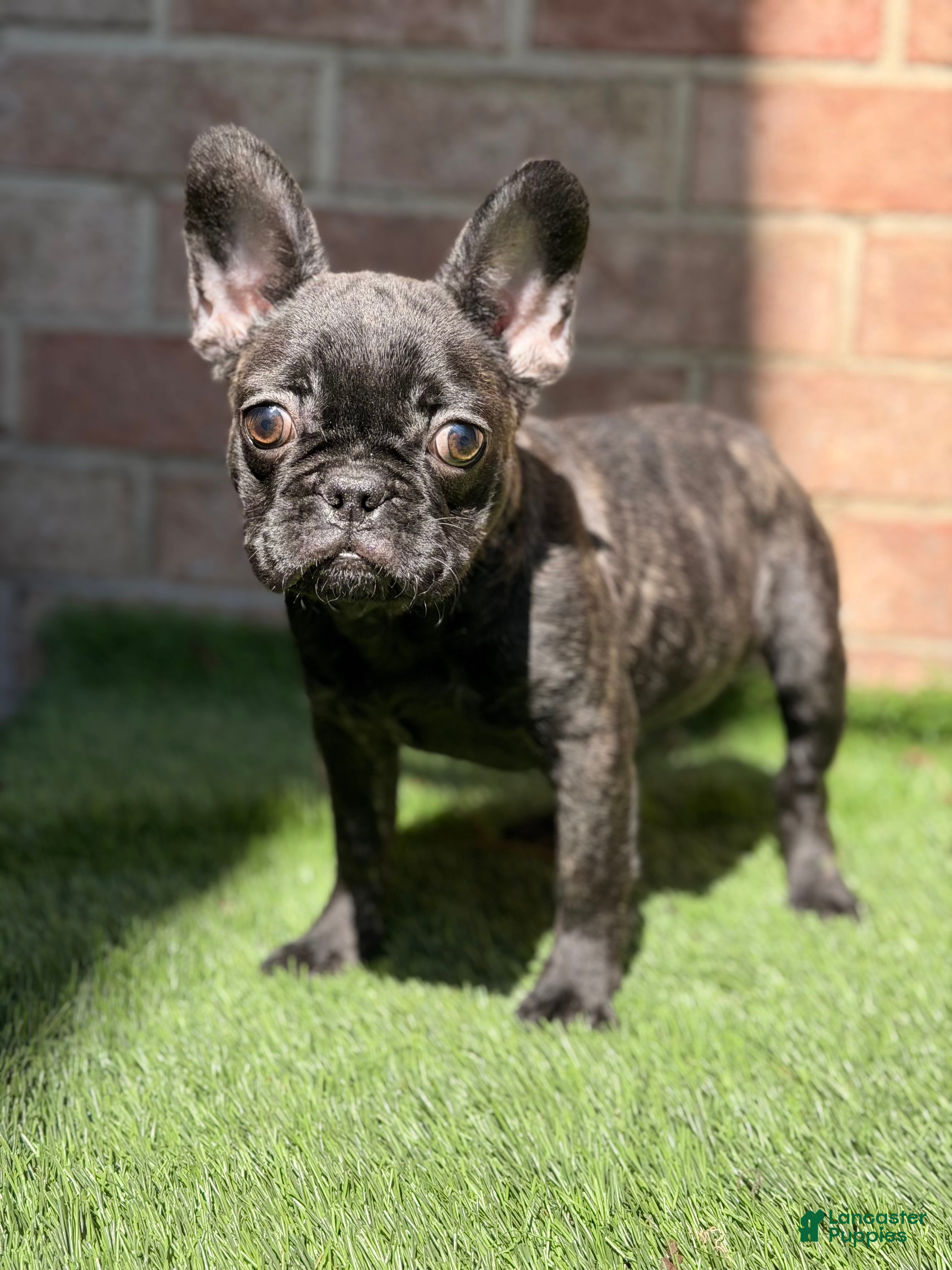 French Bulldog dogs Major - Ad 2