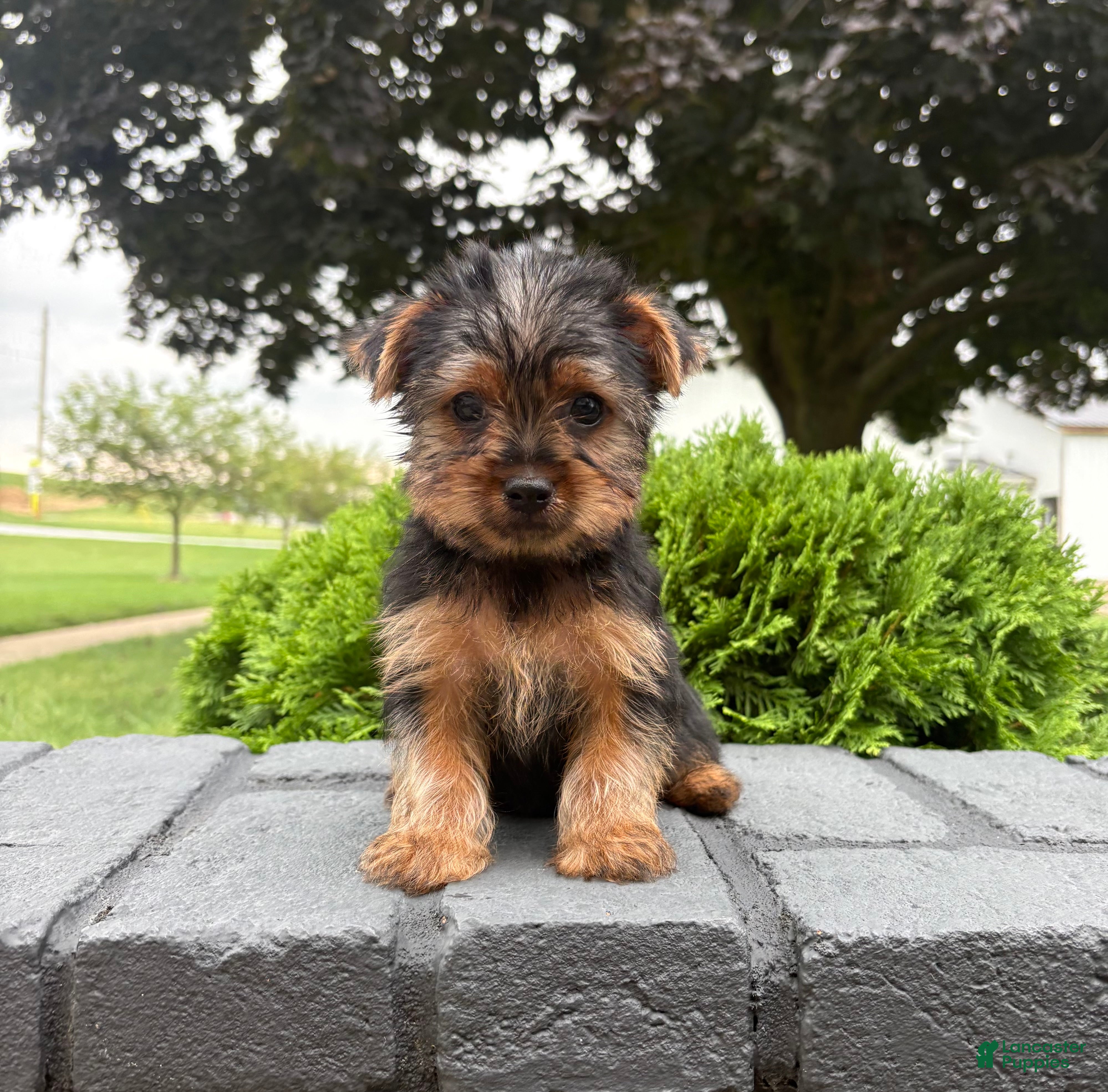 Yorkshire Terrier dogs  Chase - Ad 2