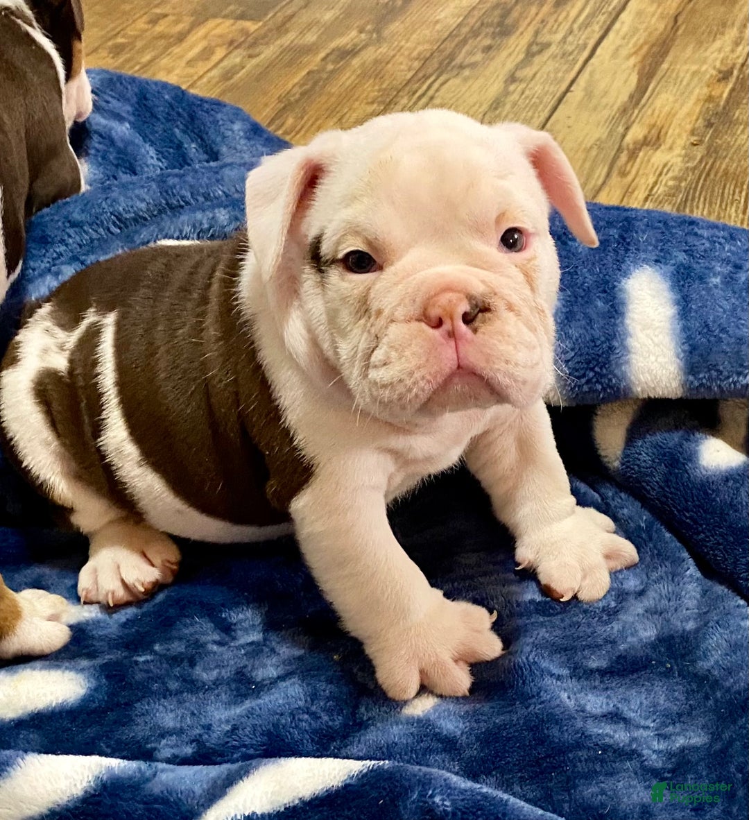 English Bulldog dogs for sale: Archie - Ad 5