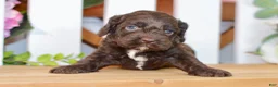 Cockapoo dogs for sale: Claire - Ad 5