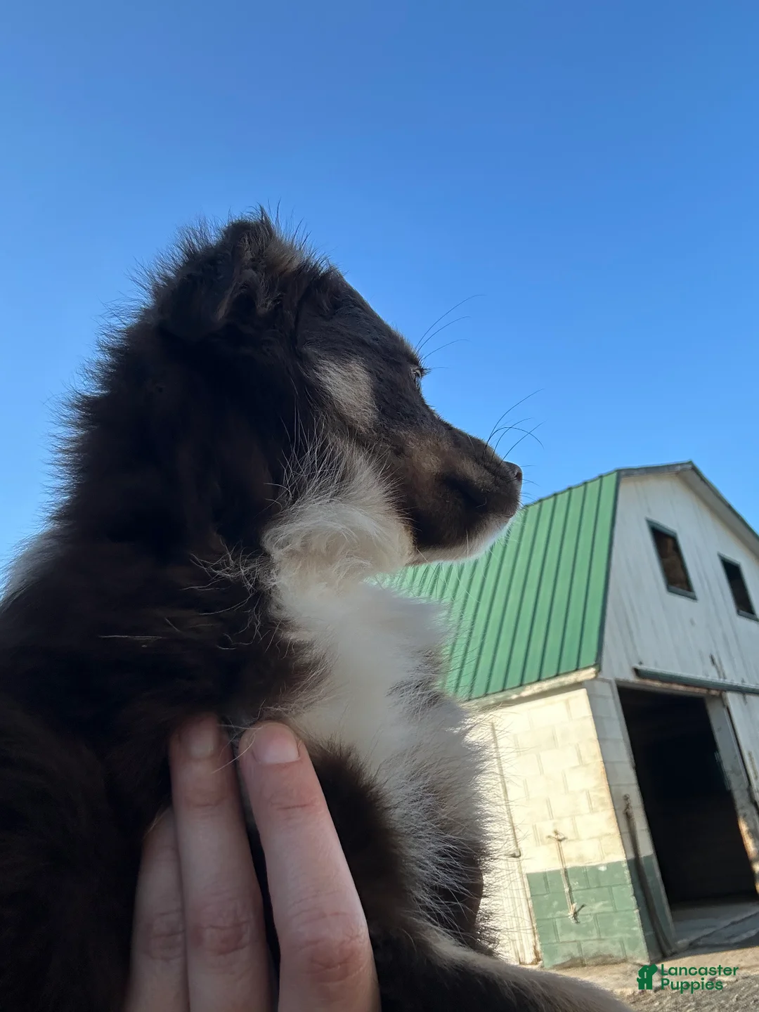 Miniature Australian Shepherd dogs for sale: Rusty  - Ad 4