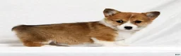 Welsh Corgi Pembroke dogs for sale: Joy - Ad 4