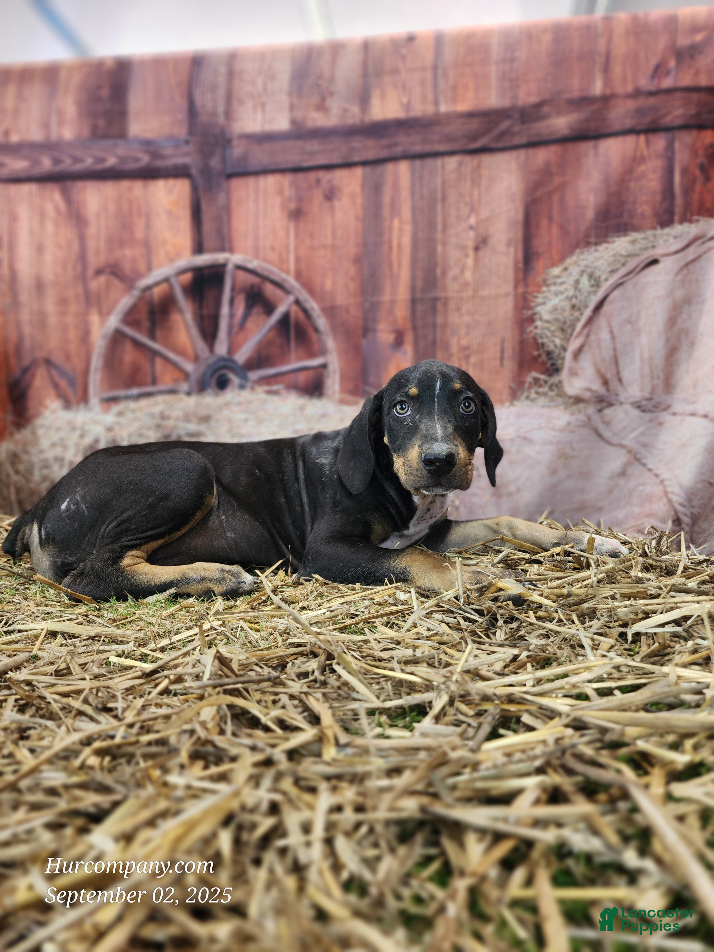 Catahoula Leopard Dog dogs JJ 2025 Female 1 - Ad 24