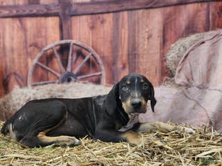 Catahoula Leopard Dog dogs JJ 2025 Female 1 "Mittens" - Ad 13