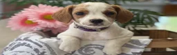 Mixed Breed dogs for sale: Queenie - Ad 3