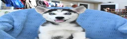 Siberian Husky dogs for sale: Bella   - Ad 2