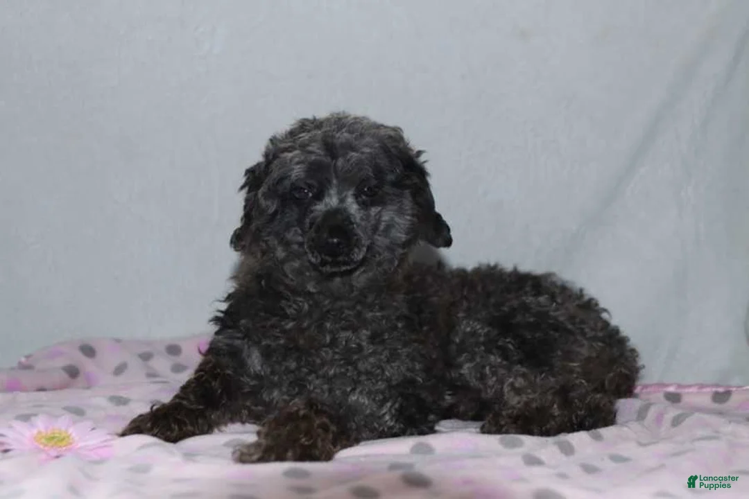 Miniature Poodle dogs for sale: Matthew Eli - Ad 5