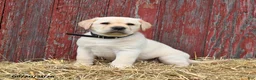 Labrador Retriever dogs for sale: Blake - Ad 4