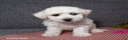 Bichon Frise dogs for sale: Angel - Ad 3