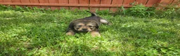 Tibetan Mastiff dogs for sale: Lani - Ad 4