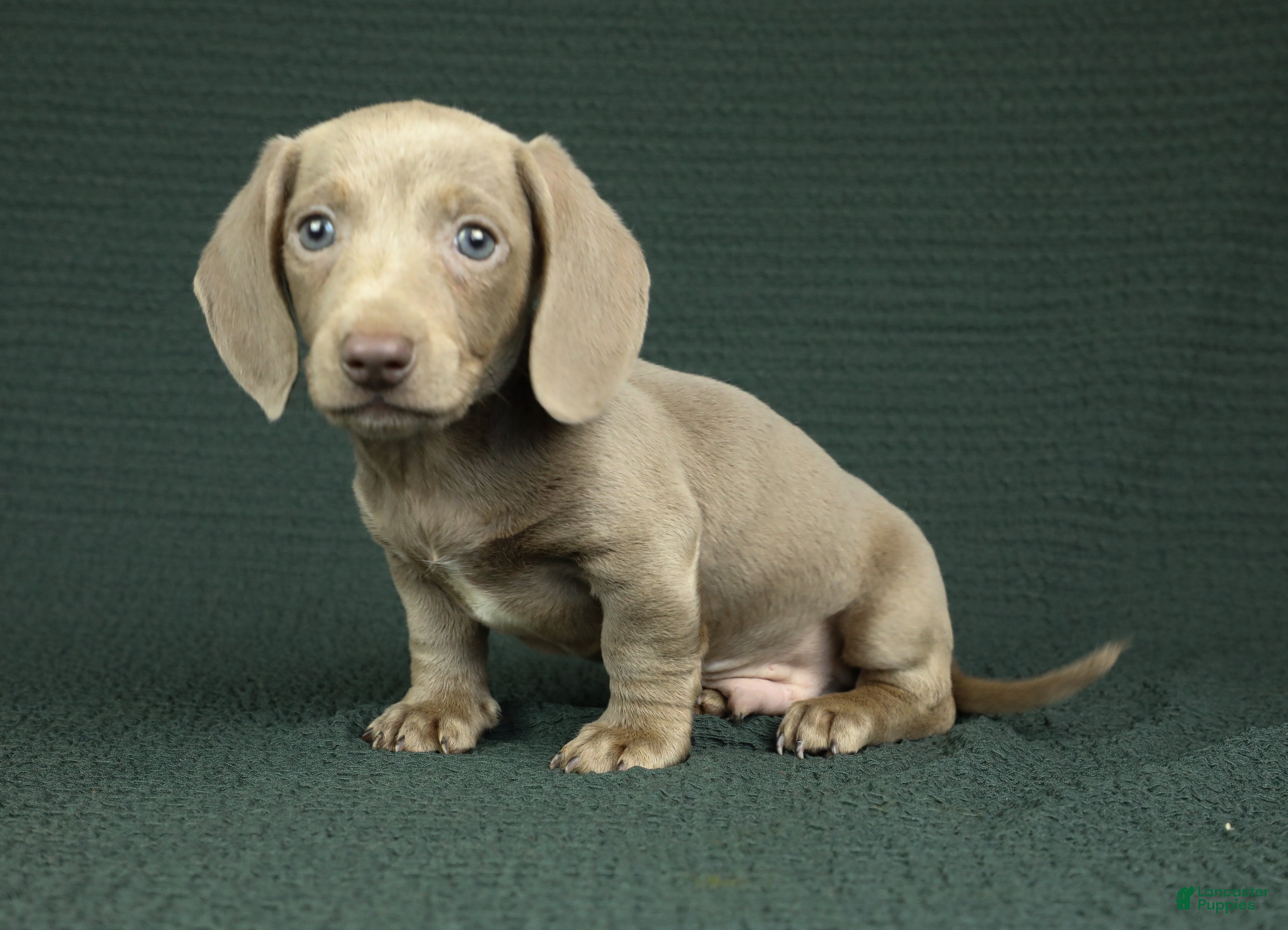 Miniature Dachshund dogs Knox - Ad 1