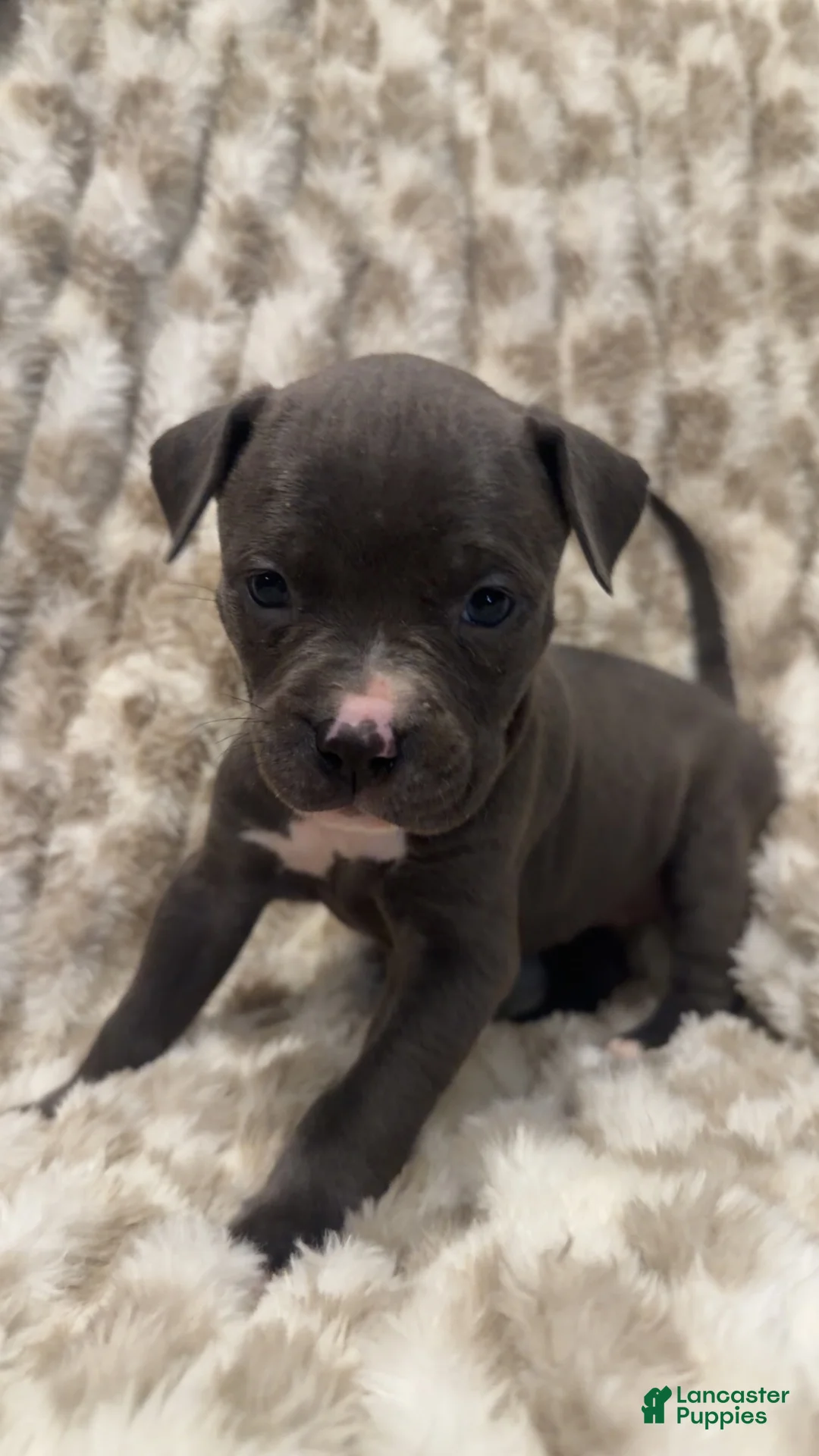 Mixed Breed dogs for sale: Mixed Breed 2 - Ad 9