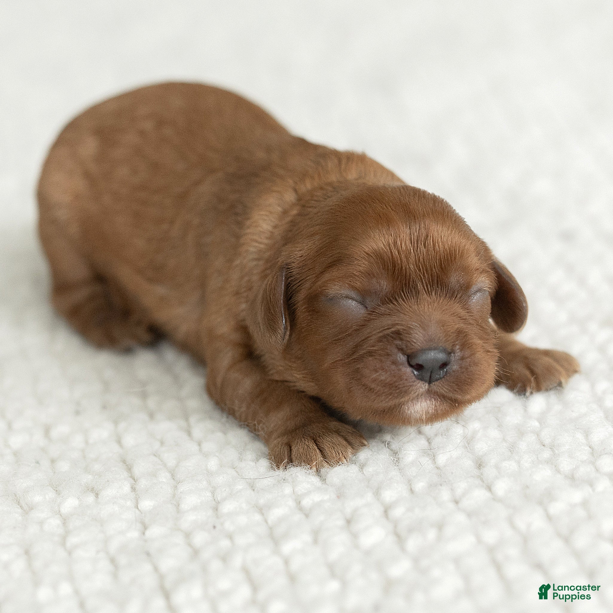 Cavalier King Charles Spaniel dogs for sale: Max Cavalier King Charles Spaniel  - Ad 4