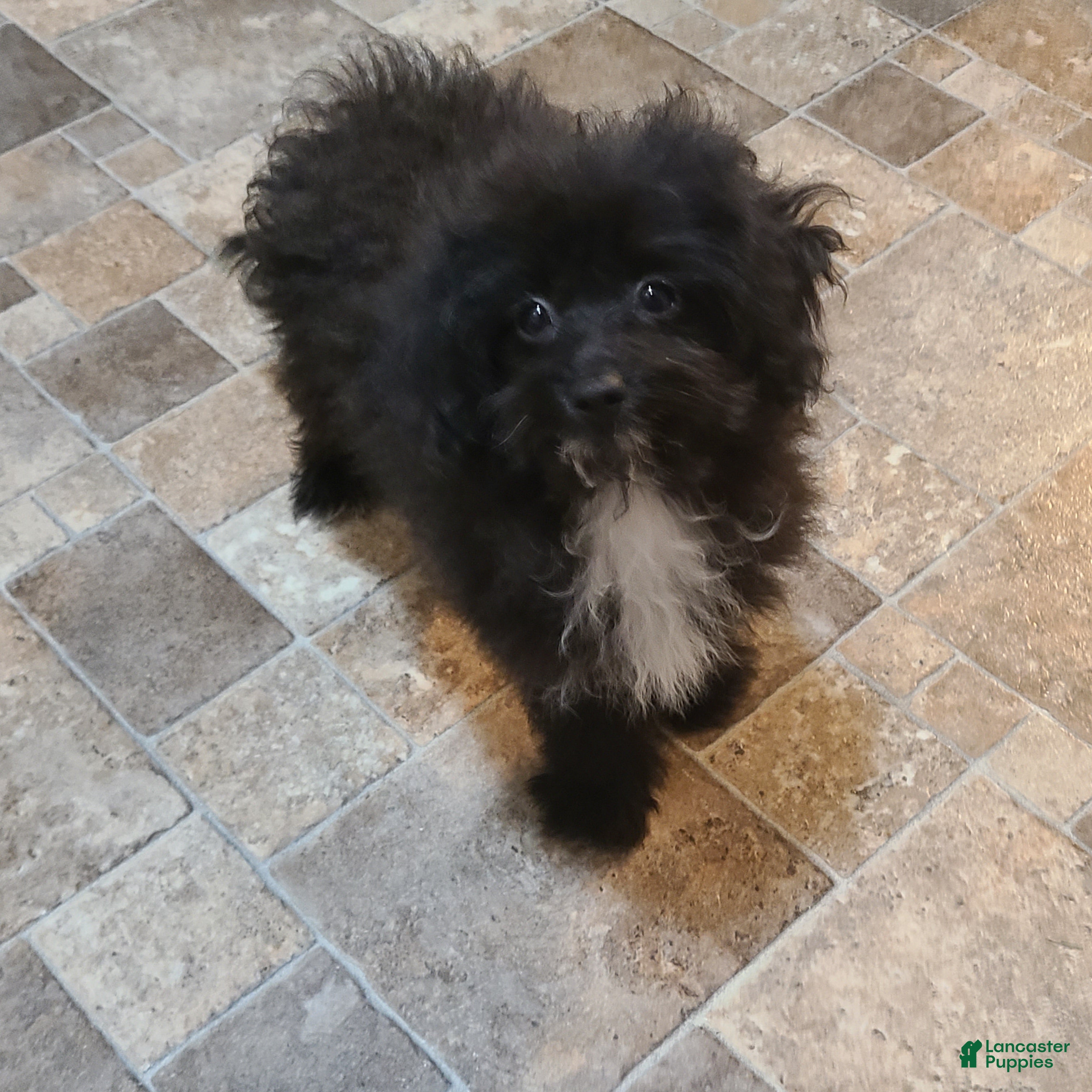 Pomapoo dogs Cooper - Ad 1