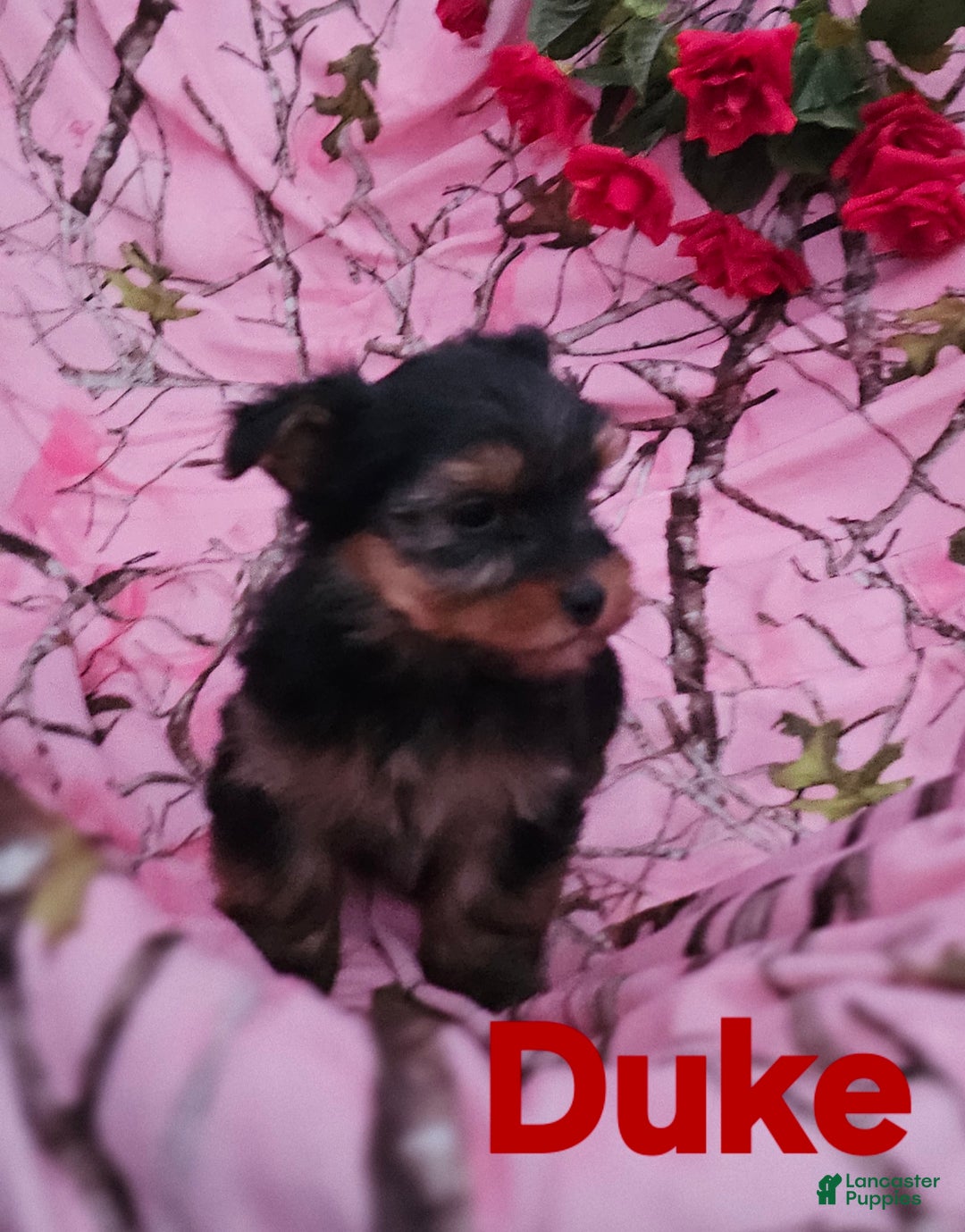 Morkie dogs for sale: Duke - Ad 5