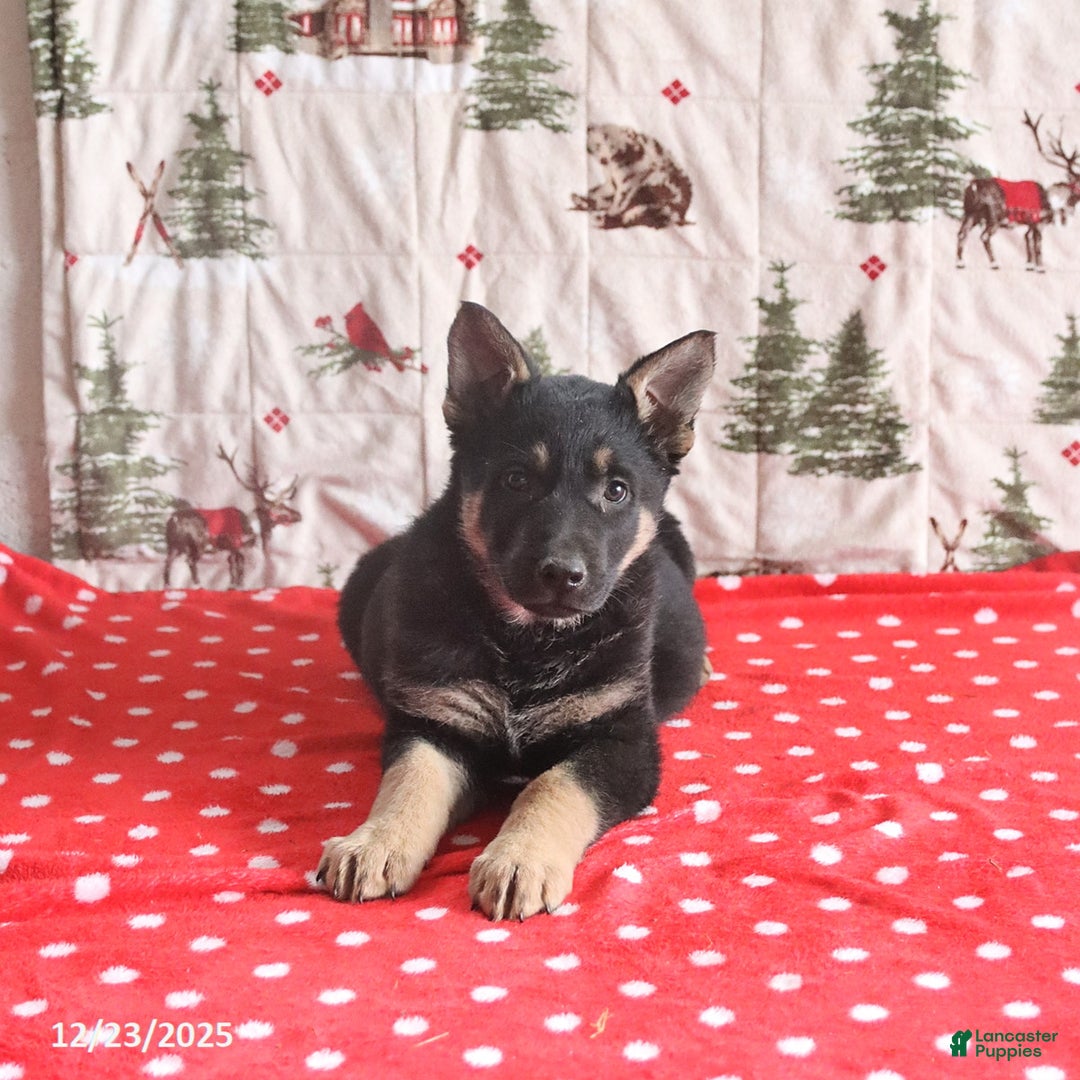 German Shepherd dogs for sale: Captain - Ad 2