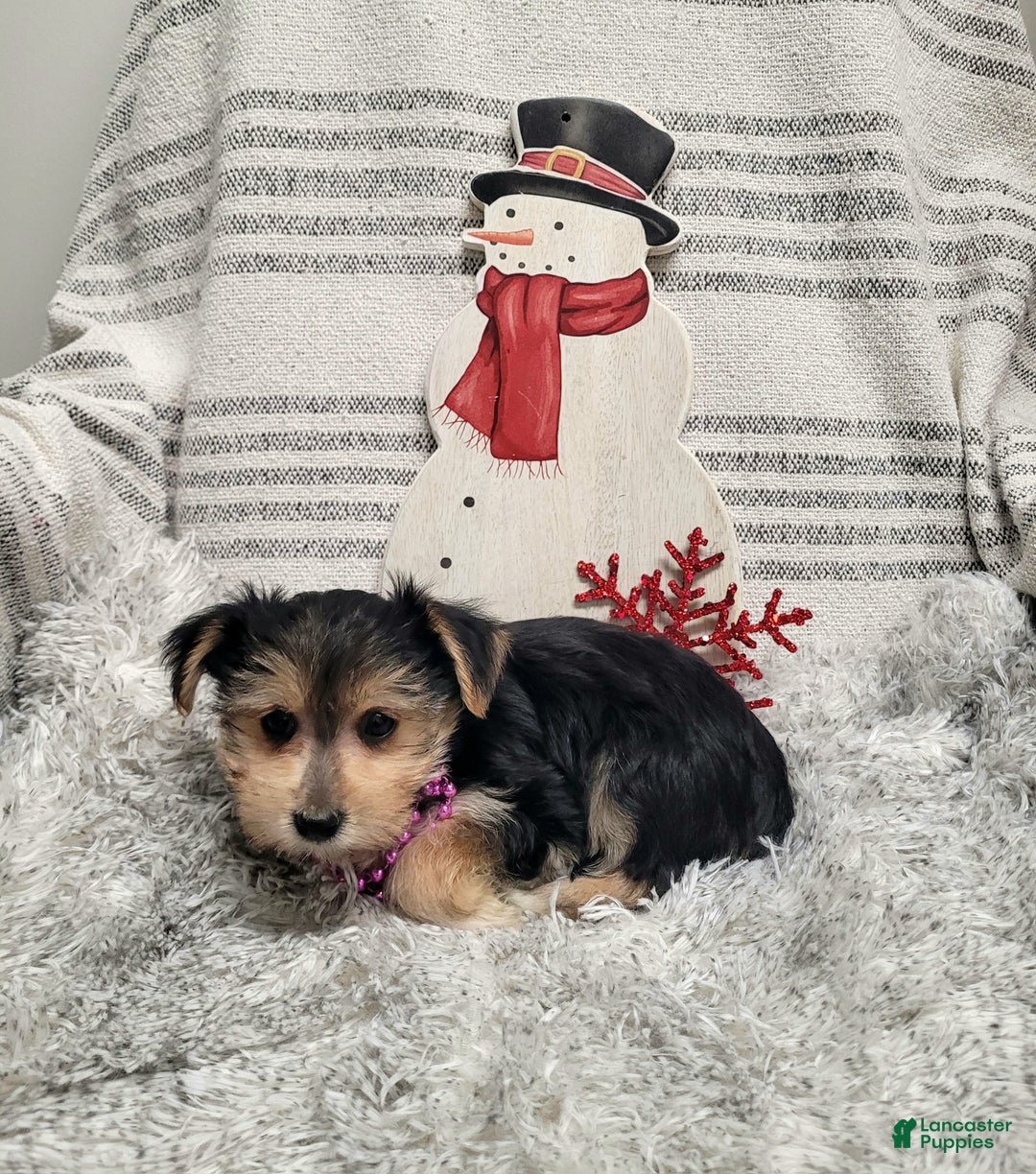 Morkie dogs for sale: Twix - Ad 7
