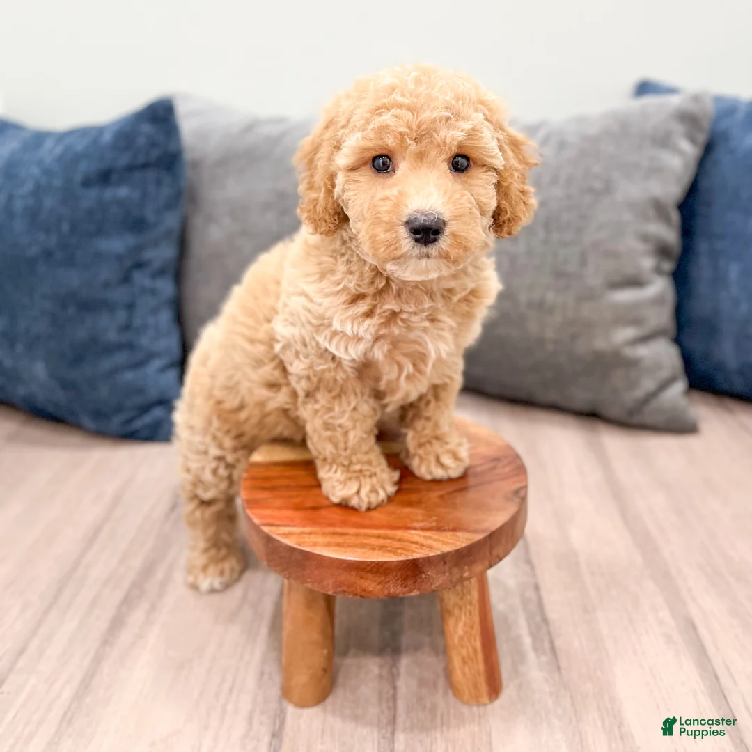 Miniature Labradoodle dogs for sale: Kelly - Ad 2