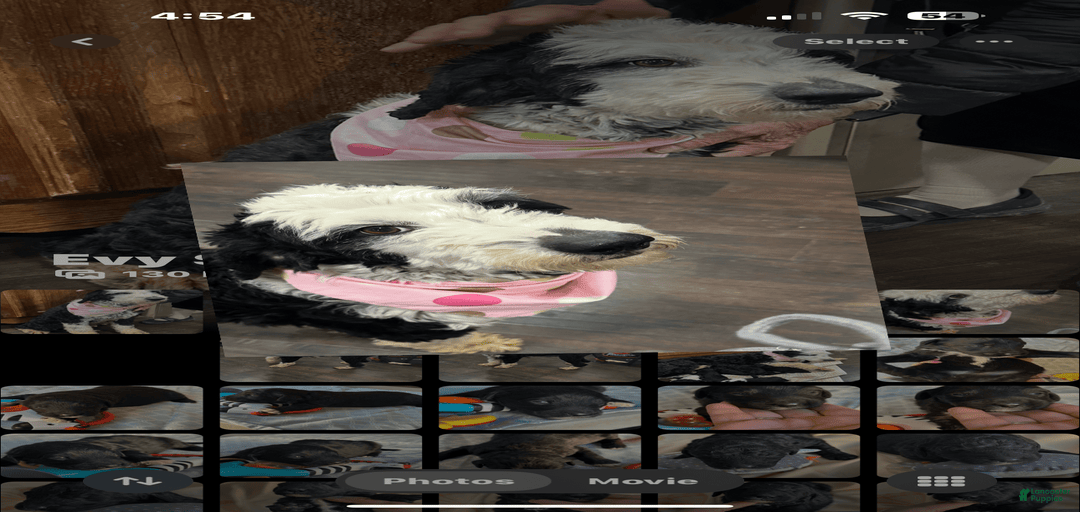 Gallery Image {{count}}