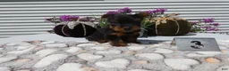 Yorkshire Terrier dogs for sale: Yorkshire Terrier 3 Tiny - Ad 4