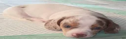 Dachshund dogs for sale: Dachshund 1 - Ad 1