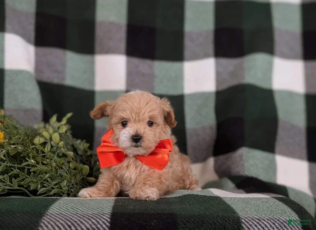 Maltipoo dogs for sale: Fleming 5 lbs Full Grown - Ad 7