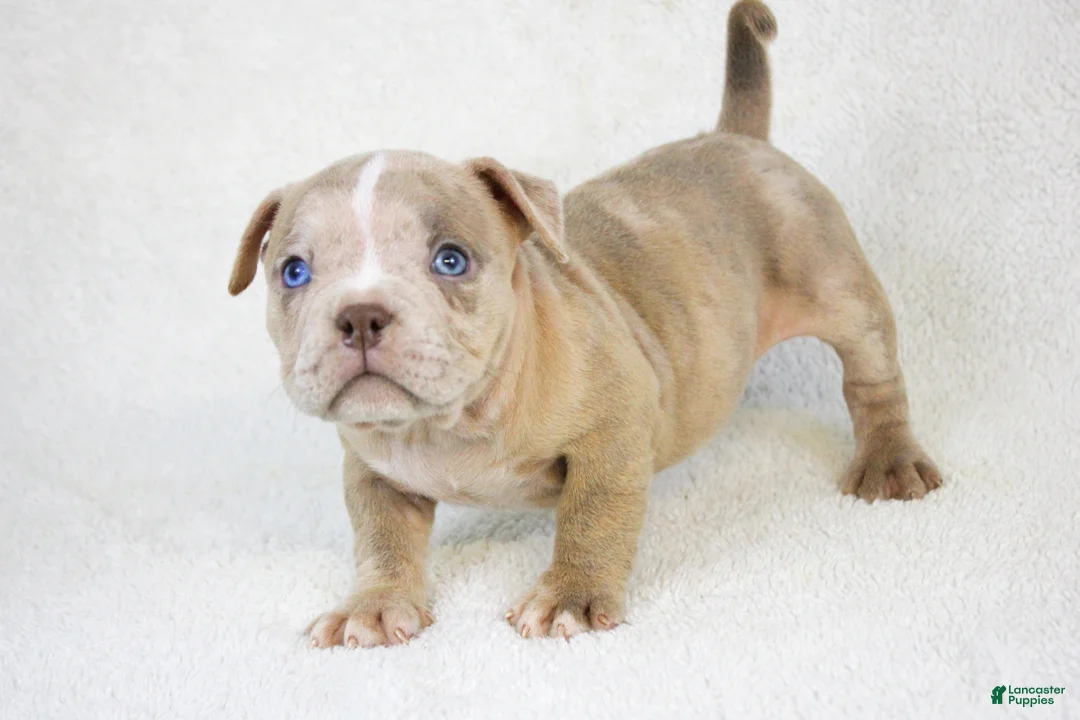 American Bully dogs for sale: Lilac Merle Female - Ad 4