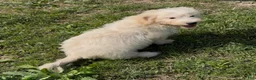 Mini Goldendoodle dogs for sale: Kristoff - Ad 3