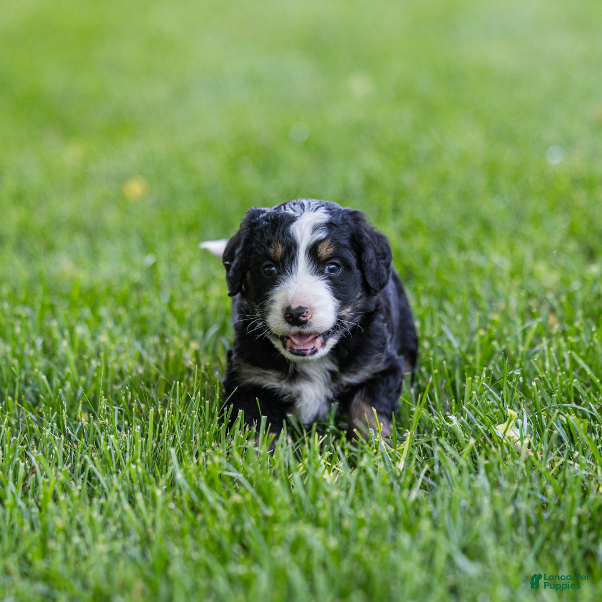 Bernedoodle dogs Rhett Bernedoodle Puppy  - Ad 1