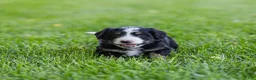 Bernedoodle dogs for sale: Rhett Bernedoodle Puppy  - Ad 1