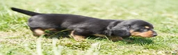 Miniature Dachshund dogs for sale: Shelton - Ad 4