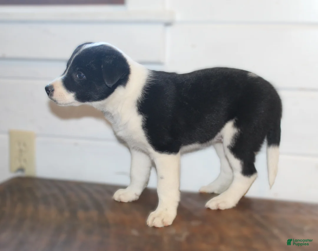 Border Collie dogs for sale: Polly - Ad 7